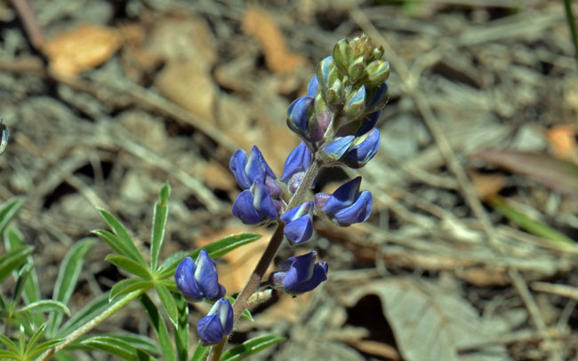 Lupinus hillii, Hill's Lupine, Southwest Desert Flora